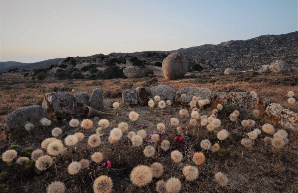 field in Tinos with flowers and a rock shapes